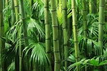 bamboo forrest
